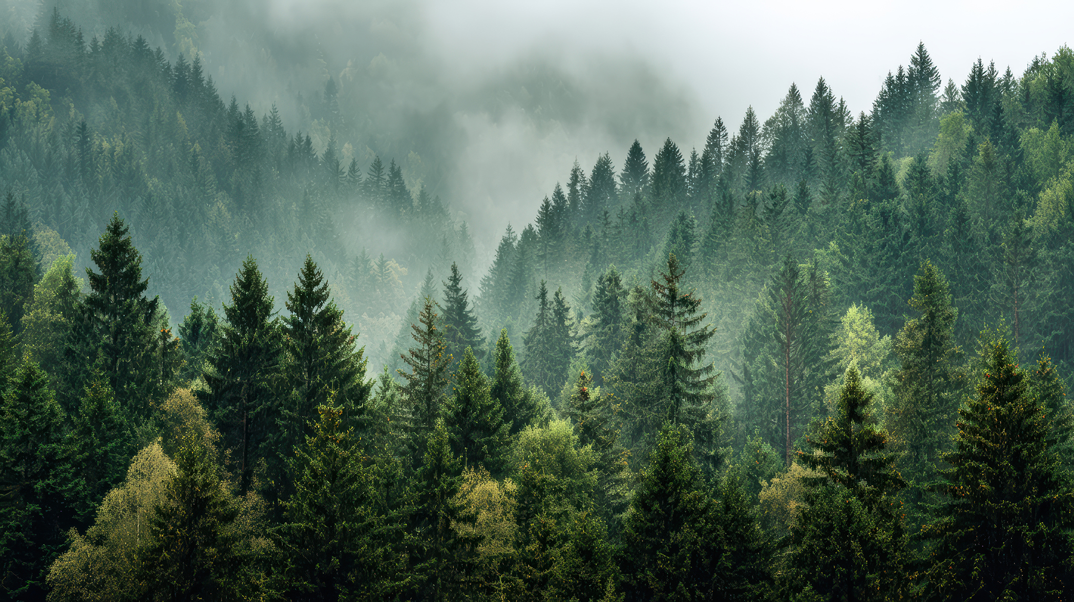 Sustainability Cover Image
